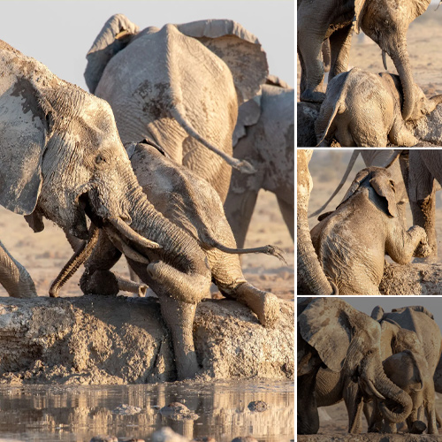 Elephants Unite to Save Calf from Watering Hole